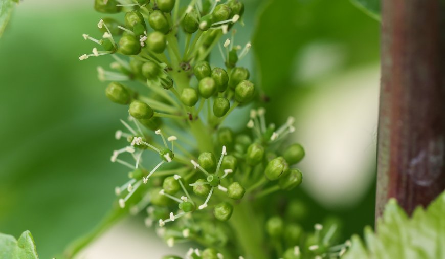 Floarea la vița de vie, o adaptare naturală!
