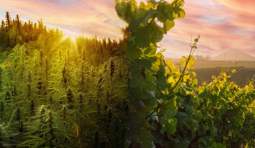 Cannabis vs. Wine 