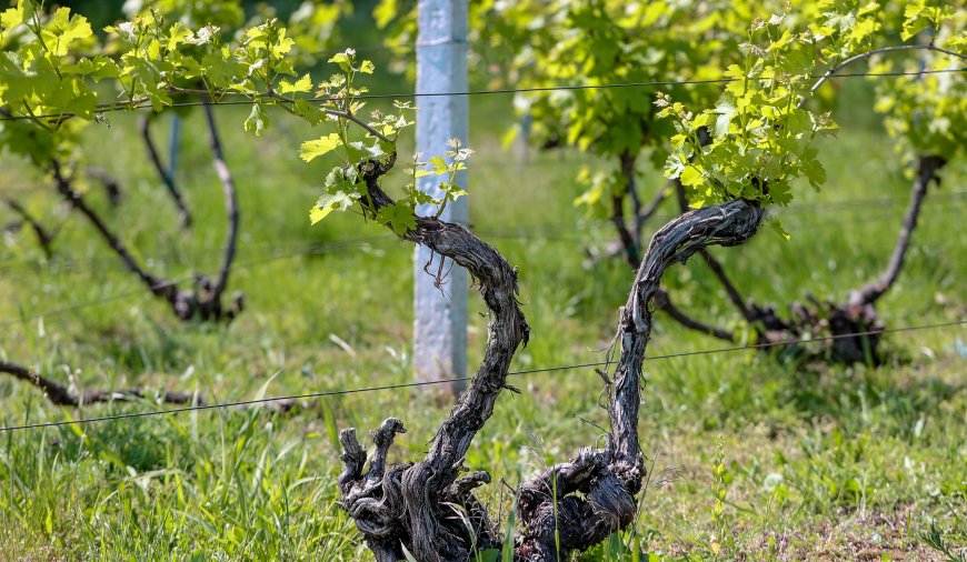 The Old Vine Conference!  Wine trade, Media & Member tasting.