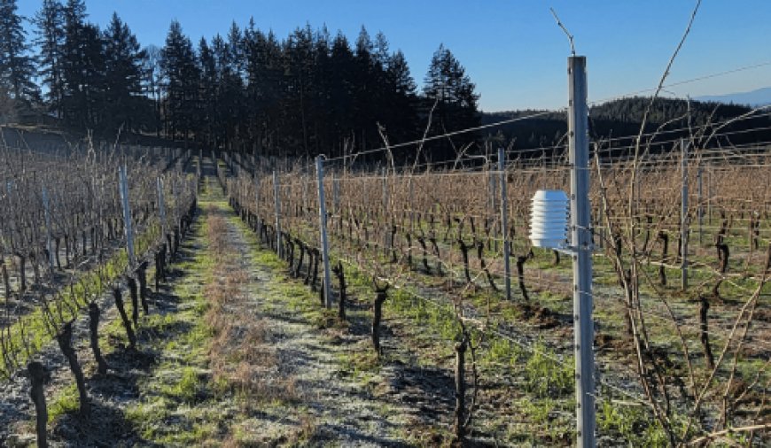 ArtVinium și Atfield Technologies, pionieri în viticultura sustenabilă, lansează Winessense în România.